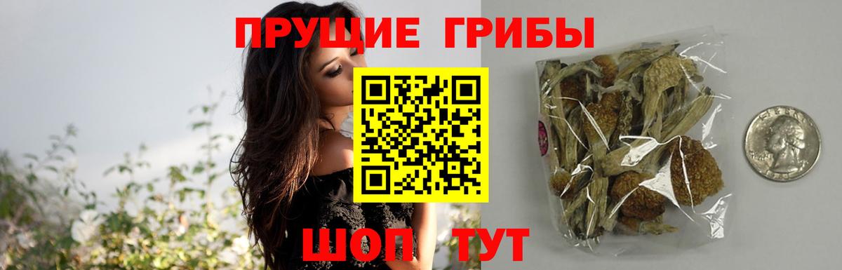 Псилоцибиновые грибы мицелий Гай